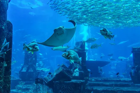 Dubai Aquarium & Under Water Zoo